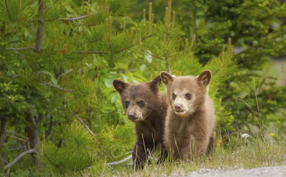 McNally Travel Blog | Springtime in Canada | Bear Cubs