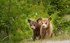 McNally Travel Blog | Springtime in Canada | Bear Cubs